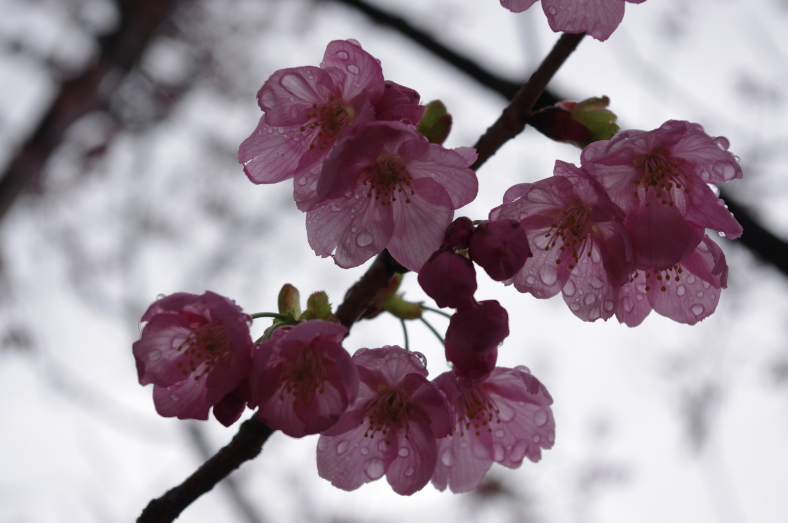f:id:k10no3:20110409154937j:image:w560 f:id:k10no3:20110409154937j:image:w560