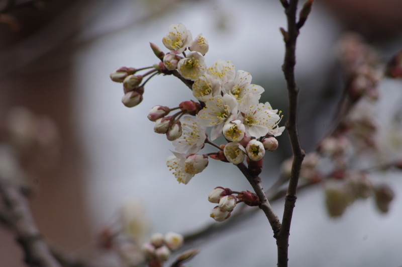 f:id:k10no3:20120401120246j:image:w520 f:id:k10no3:20120401120246j:image:w520