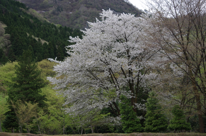 f:id:k10no3:20120426113705j:image:w520 f:id:k10no3:20120426113705j:image:w520
