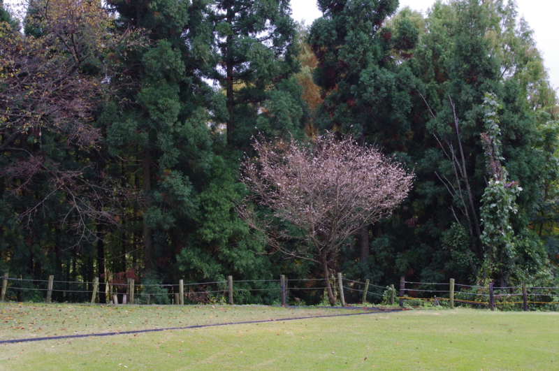 f:id:k10no3:20121110130823j:image:w520 f:id:k10no3:20121110130823j:image:w520