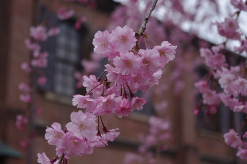 f:id:k10no3:20130406105317j:image:w560 f:id:k10no3:20130406105317j:image:w560