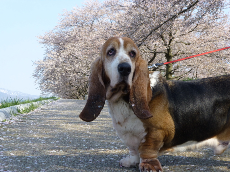 f:id:k10no3:20130413151026j:image:w560 f:id:k10no3:20130413151026j:image:w560