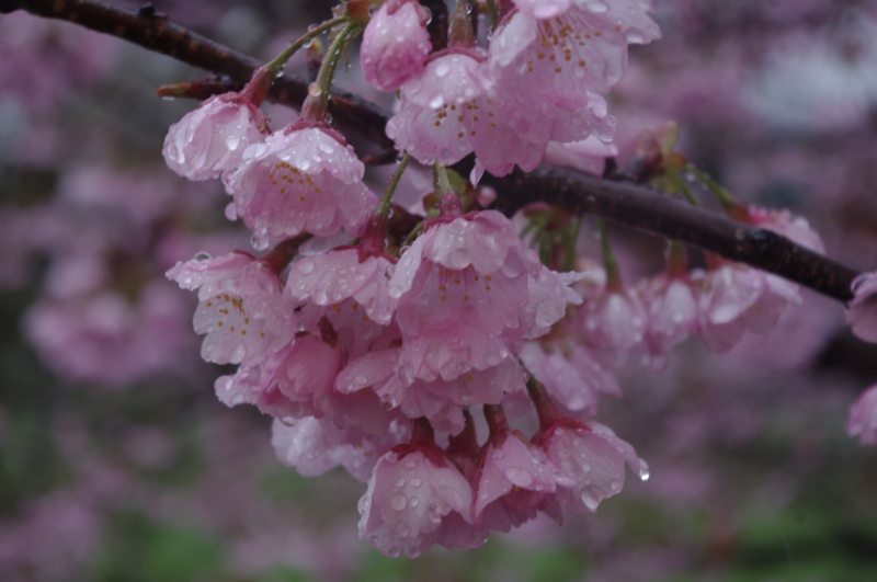 f:id:k10no3:20140330143144j:image:w560 f:id:k10no3:20140330143144j:image:w560