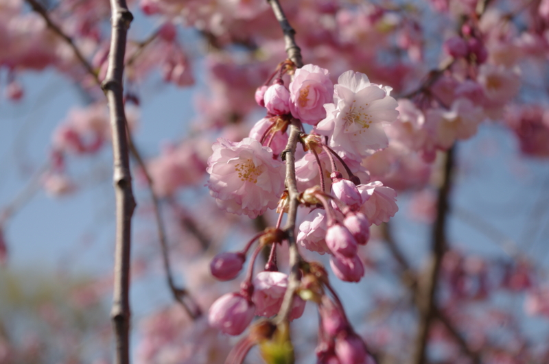 f:id:k10no3:20140405153216j:image:w560 f:id:k10no3:20140405153216j:image:w560