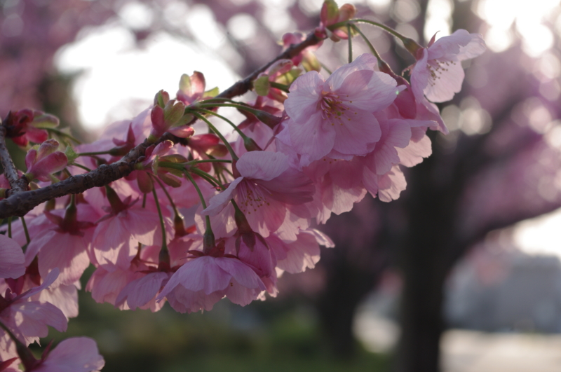 f:id:k10no3:20140408070310j:image:w560 f:id:k10no3:20140408070310j:image:w560