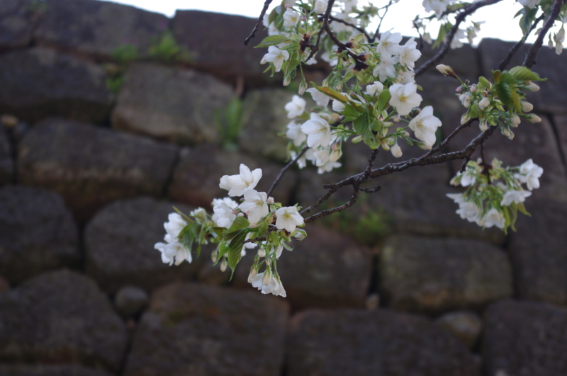 f:id:k10no3:20140412085027j:image:w279 f:id:k10no3:20140412085027j:image:w279