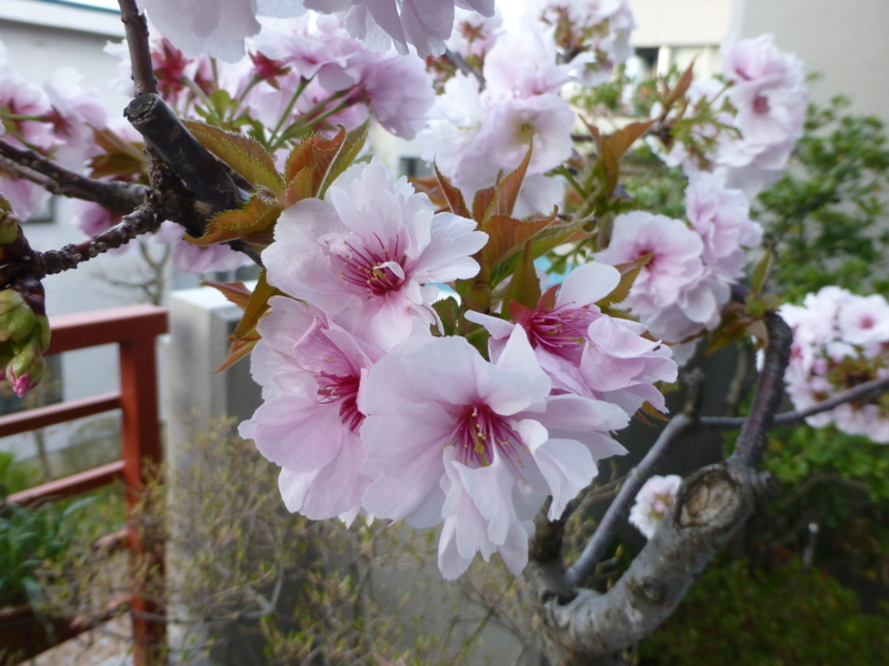 f:id:k10no3:20140413060956j:image:w560 f:id:k10no3:20140413060956j:image:w560