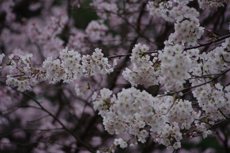 f:id:k10no3:20140413113900j:image:w560 f:id:k10no3:20140413113900j:image:w560