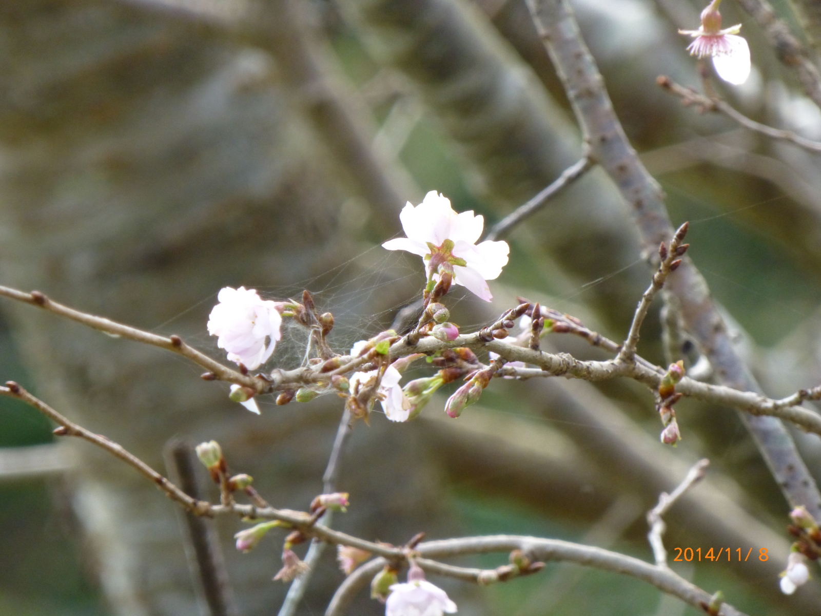 f:id:k10no3:20141108091736j:image:w560 f:id:k10no3:20141108091736j:image:w560