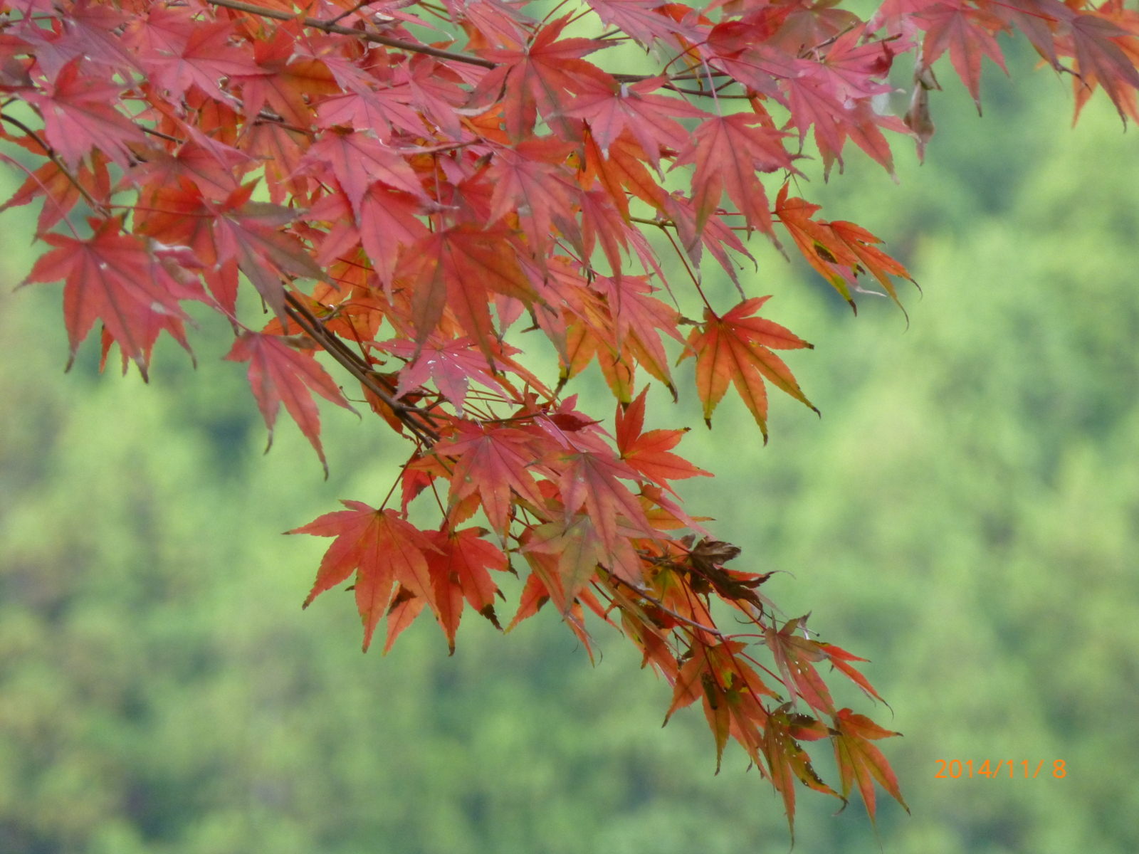 f:id:k10no3:20141108141811j:image:w560 f:id:k10no3:20141108141811j:image:w560