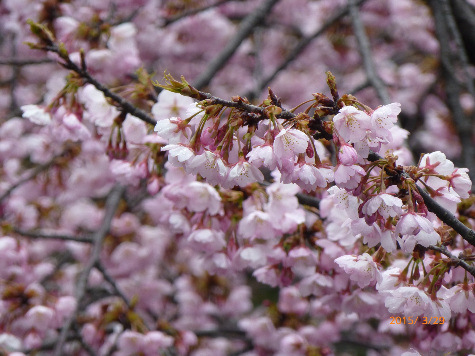 f:id:k10no3:20150329105438j:image:w560 f:id:k10no3:20150329105438j:image:w560