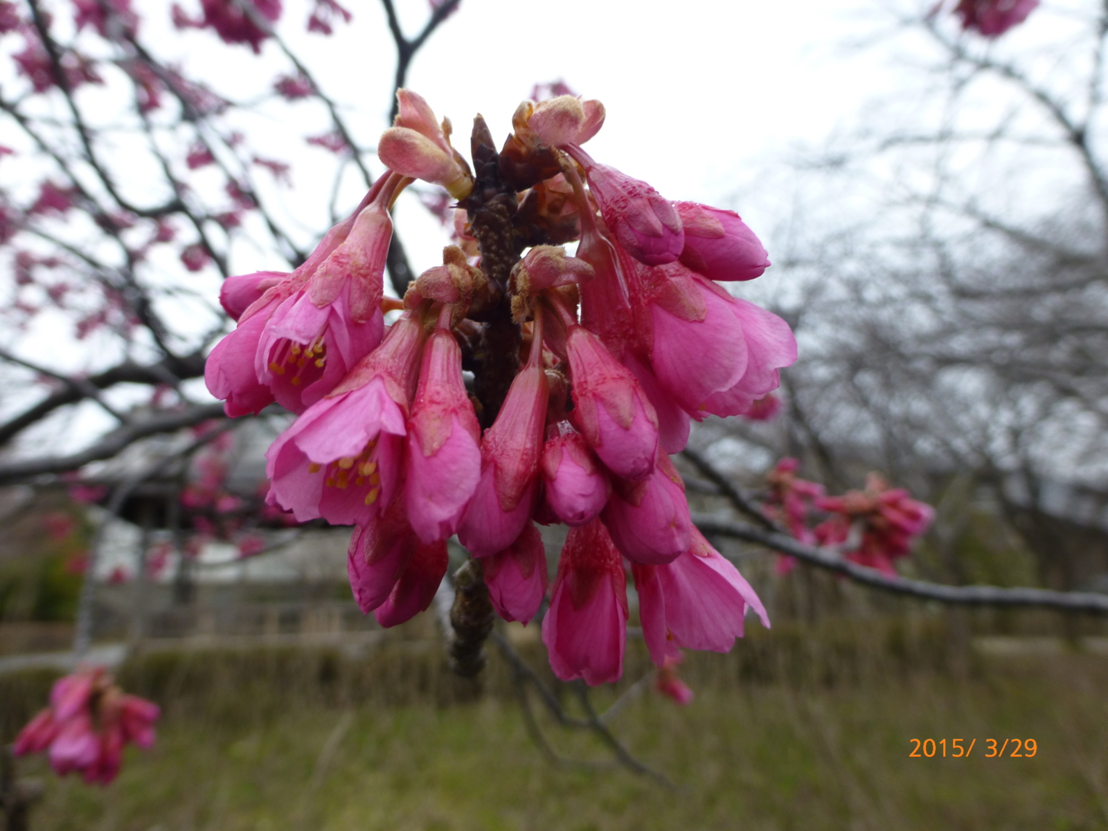 f:id:k10no3:20150329110739j:image:w560 f:id:k10no3:20150329110739j:image:w560