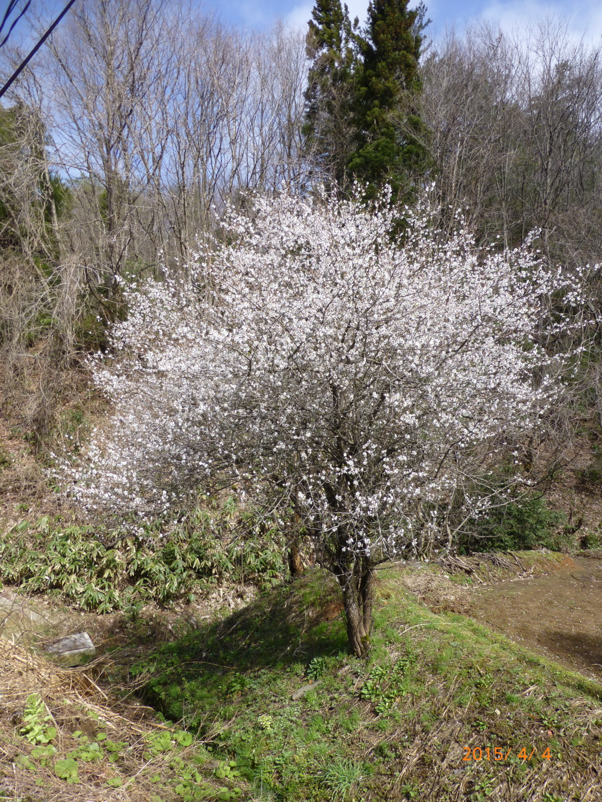 f:id:k10no3:20150404094138j:image:w420 f:id:k10no3:20150404094138j:image:w420