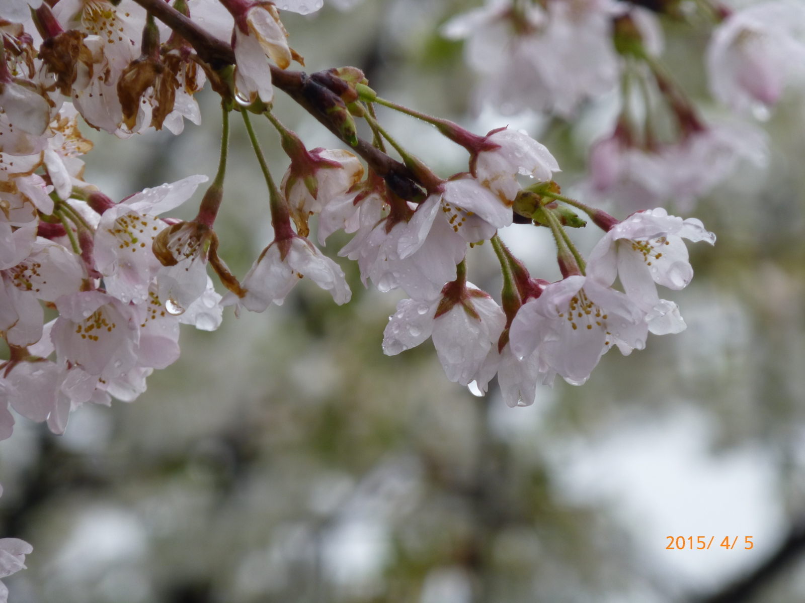 f:id:k10no3:20150405093317j:image:w560 f:id:k10no3:20150405093317j:image:w560