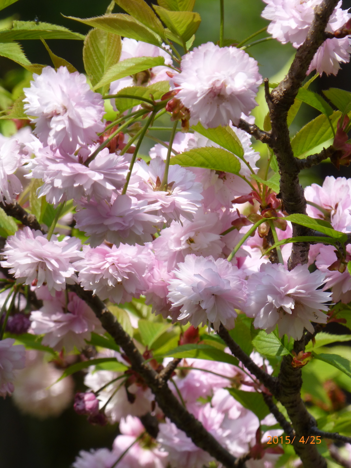 f:id:k10no3:20150425103229j:image:w420 f:id:k10no3:20150425103229j:image:w420