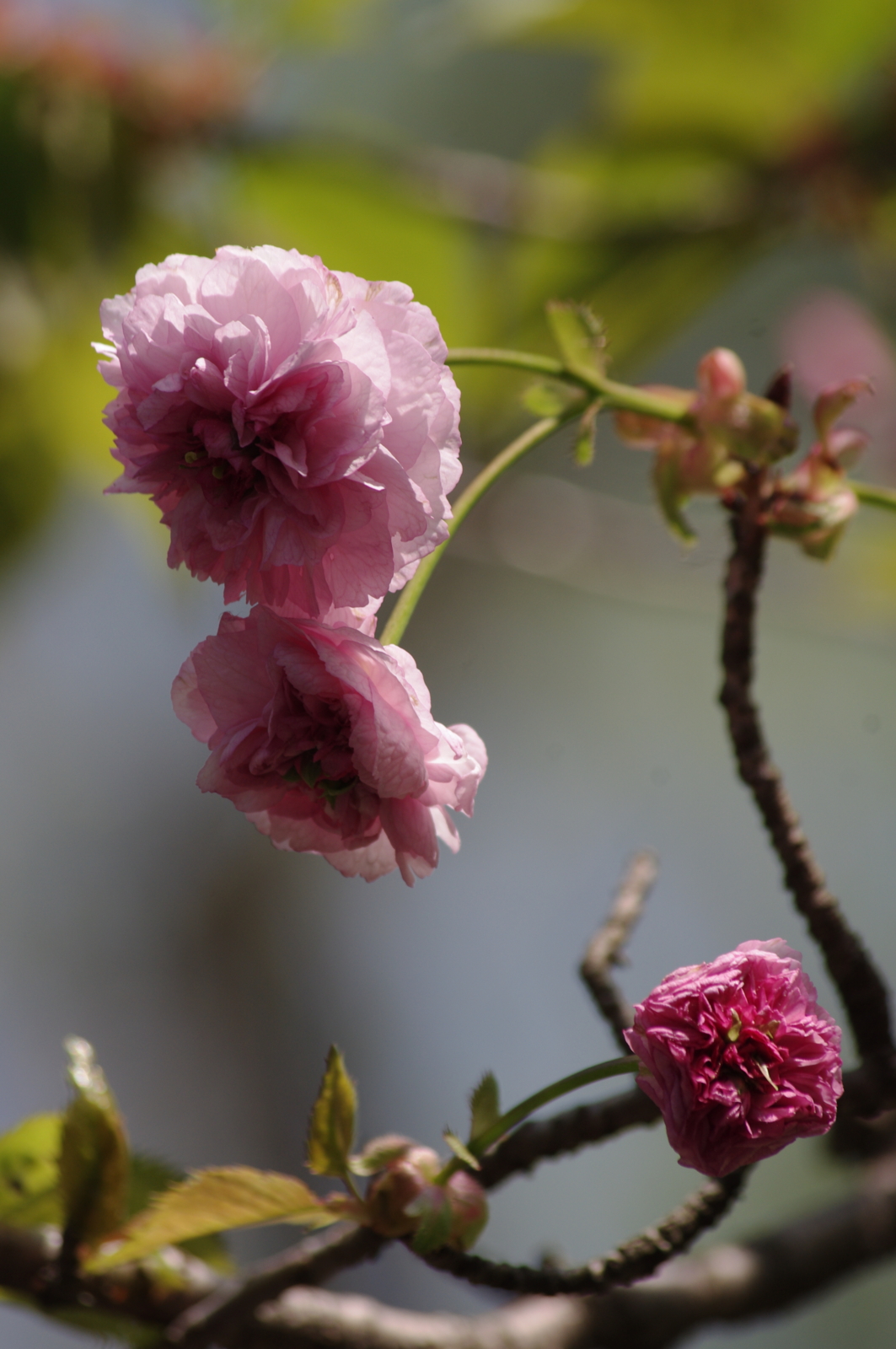 f:id:k10no3:20150425103617j:image:w420 f:id:k10no3:20150425103617j:image:w420