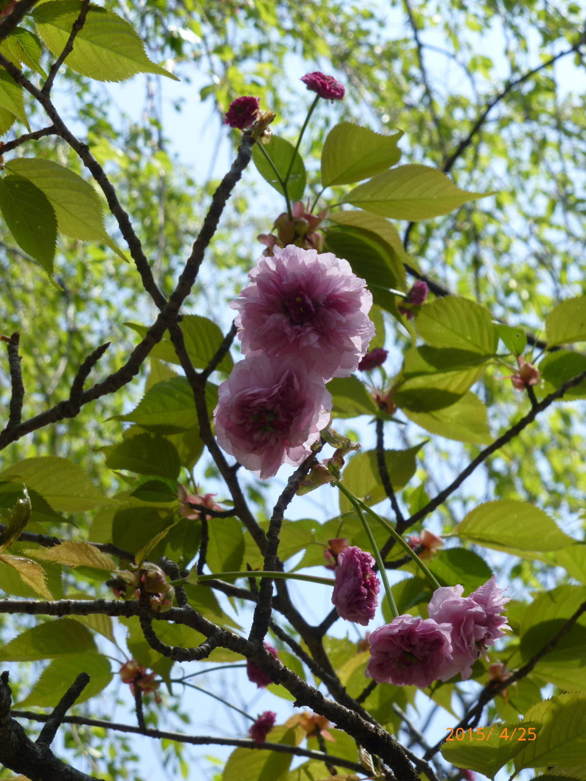 f:id:k10no3:20150425112308j:image:w420 f:id:k10no3:20150425112308j:image:w420