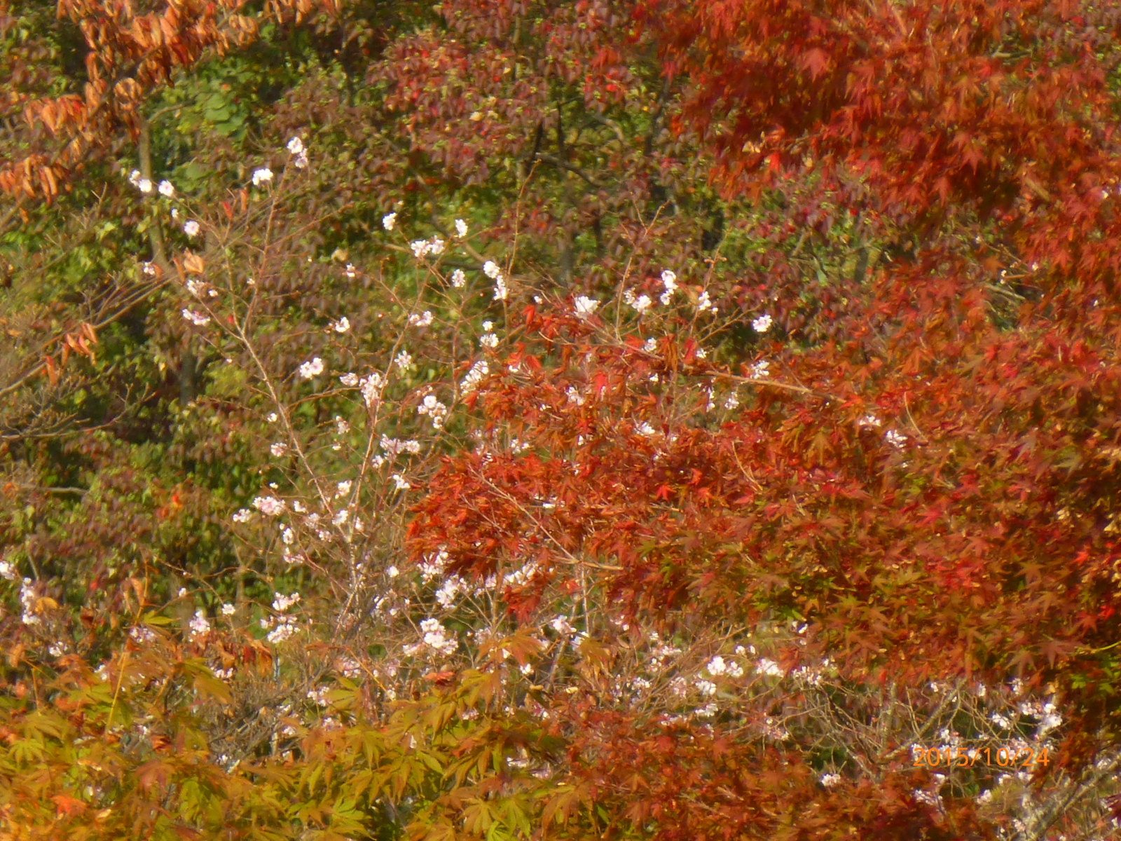 f:id:k10no3:20151024090834j:image:w560 f:id:k10no3:20151024090834j:image:w560