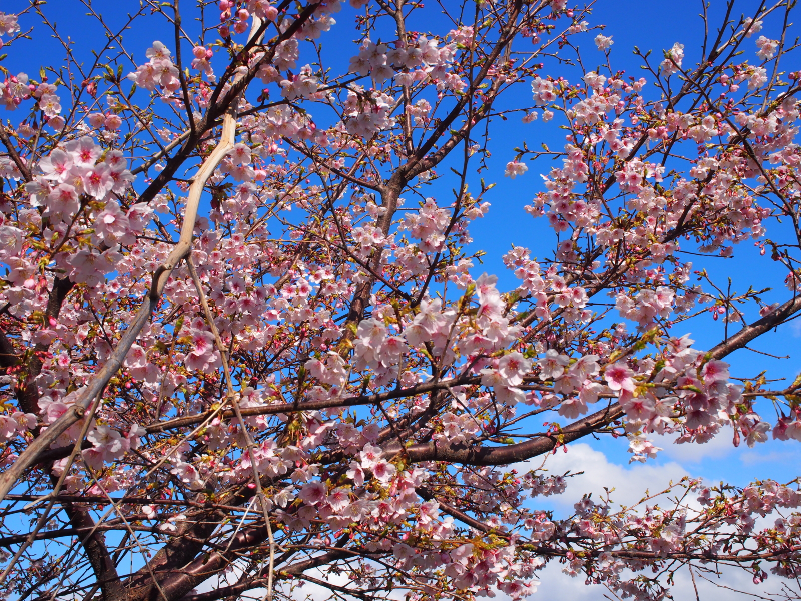 f:id:k10no3:20160312145657j:image:w640