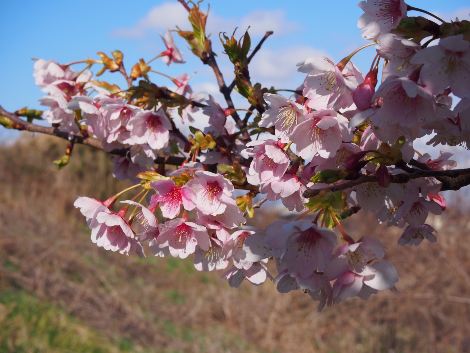 f:id:k10no3:20160312145850j:image:w640