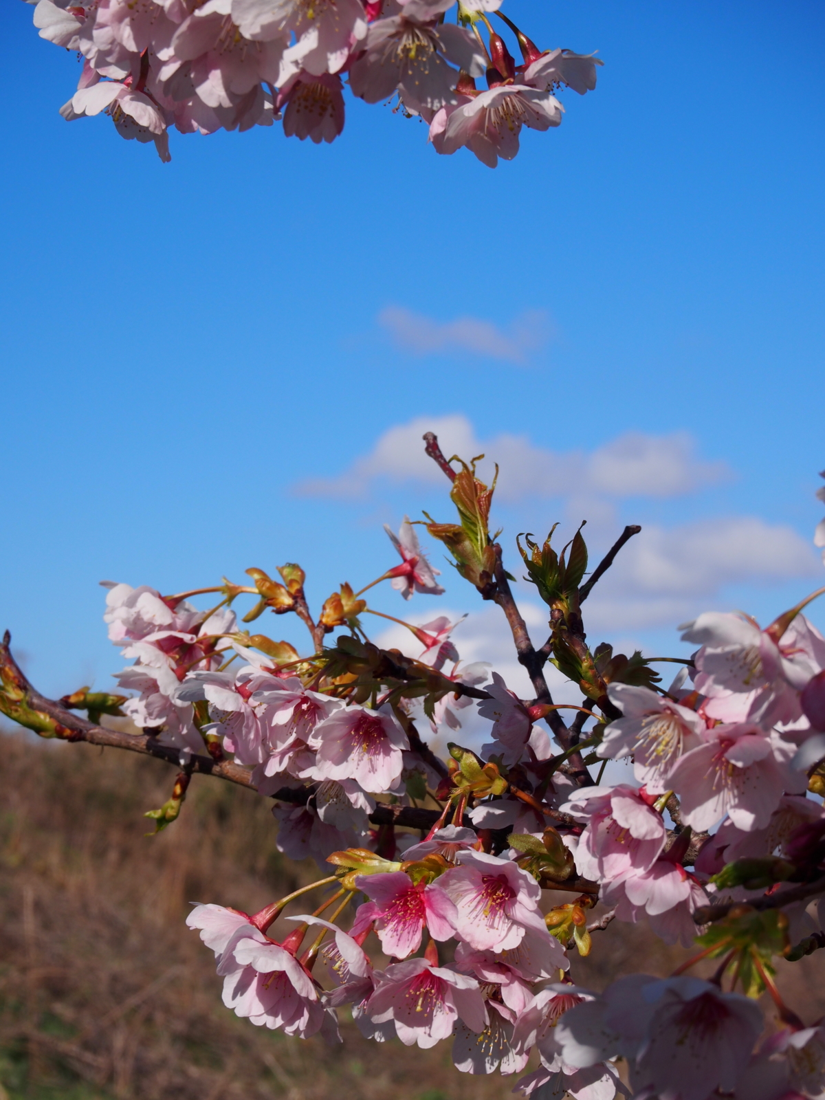 f:id:k10no3:20160312145856j:image:w640