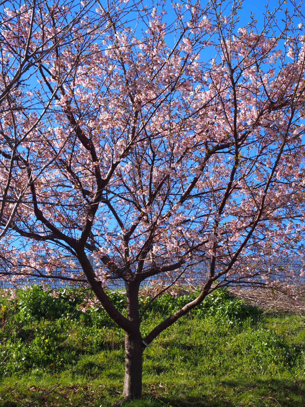 f:id:k10no3:20160312145937j:image:w318