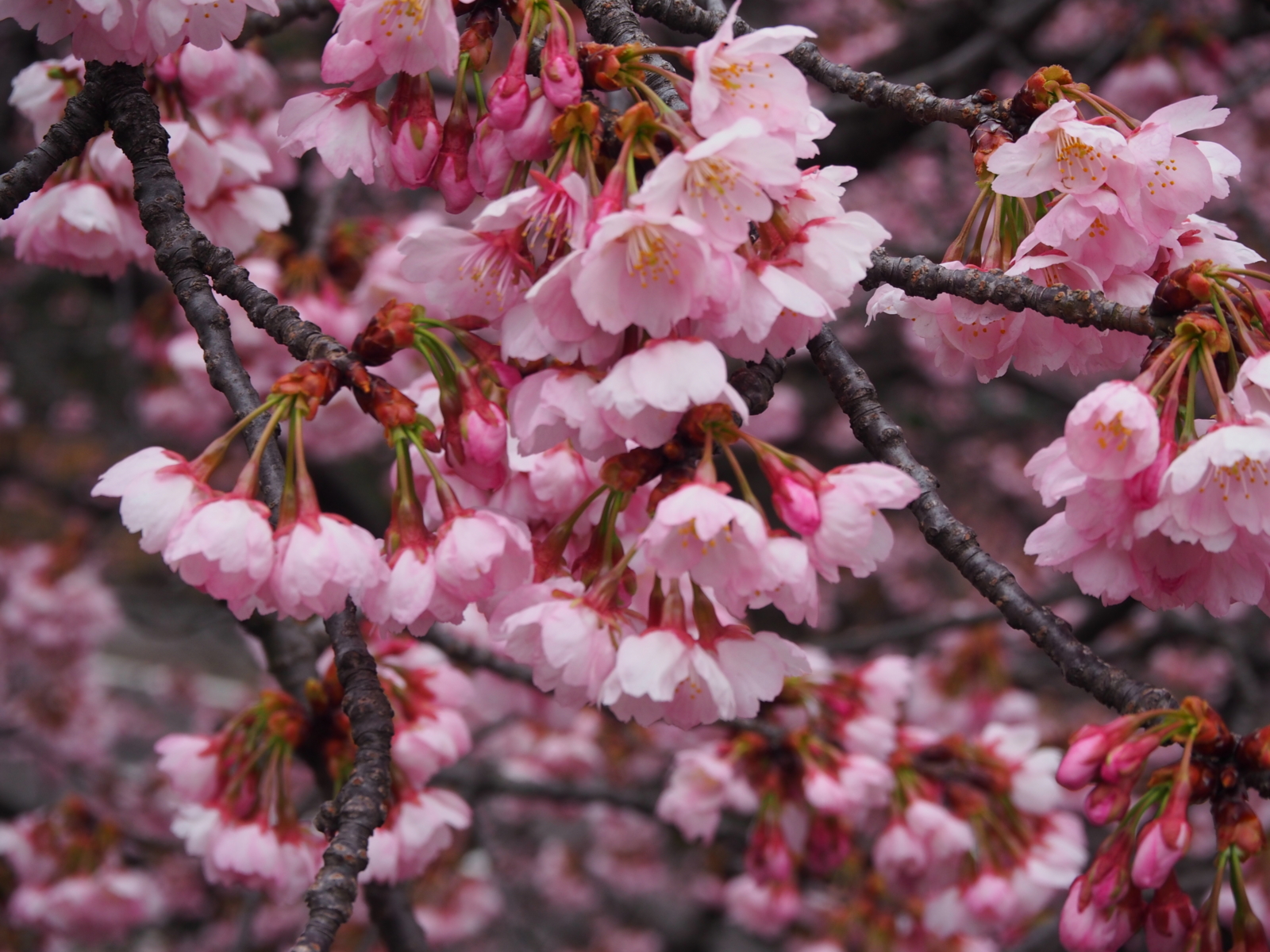 f:id:k10no3:20160320085923j:image:w640