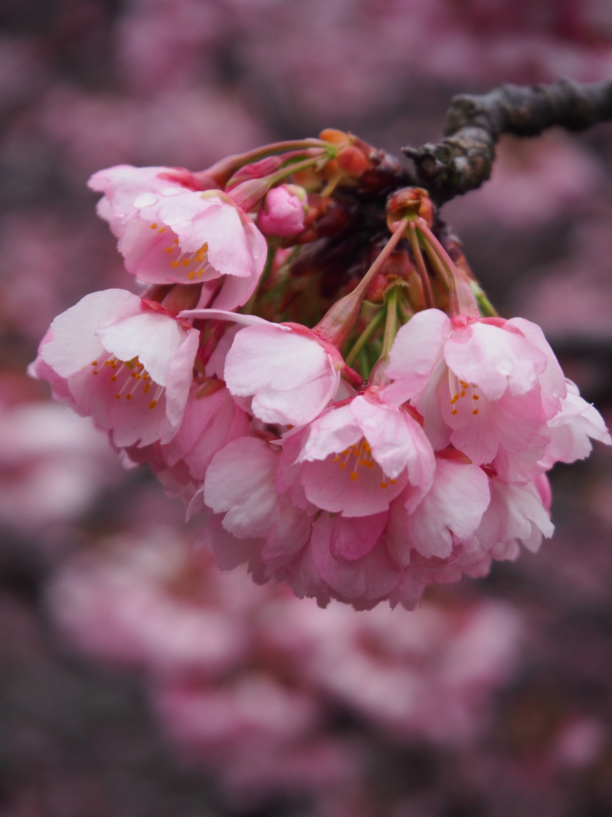 f:id:k10no3:20160320090005j:image:w318