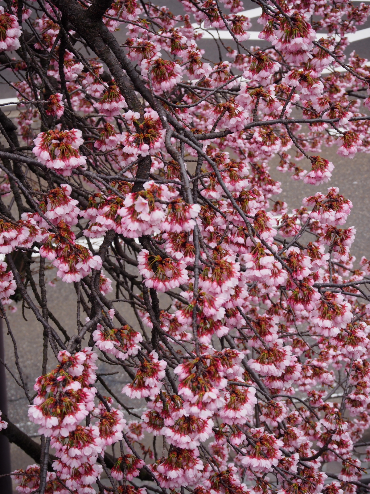 f:id:k10no3:20160320090124j:image:w318