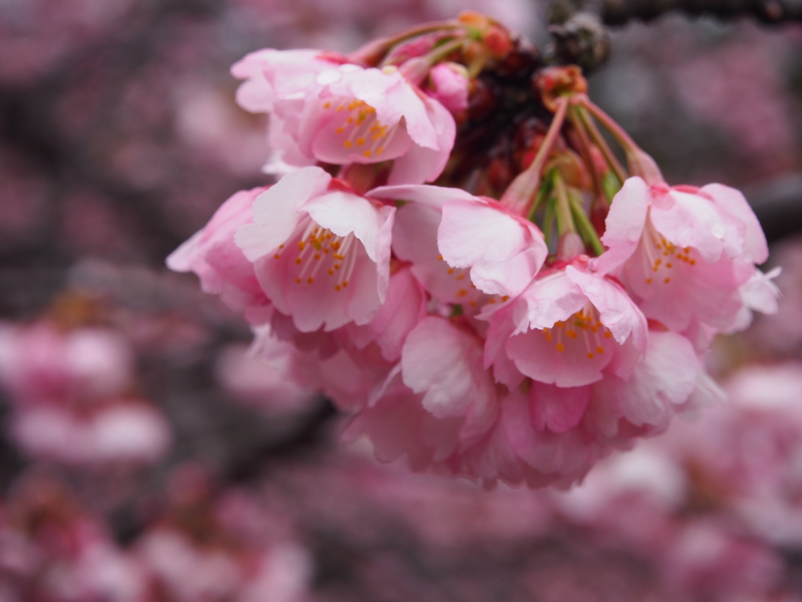 f:id:k10no3:20160320090345j:image:w640