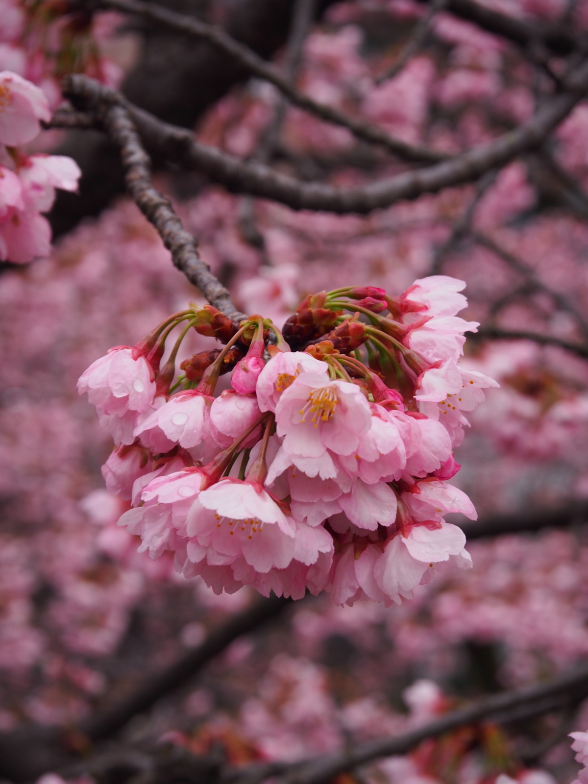 f:id:k10no3:20160320090423j:image:w318