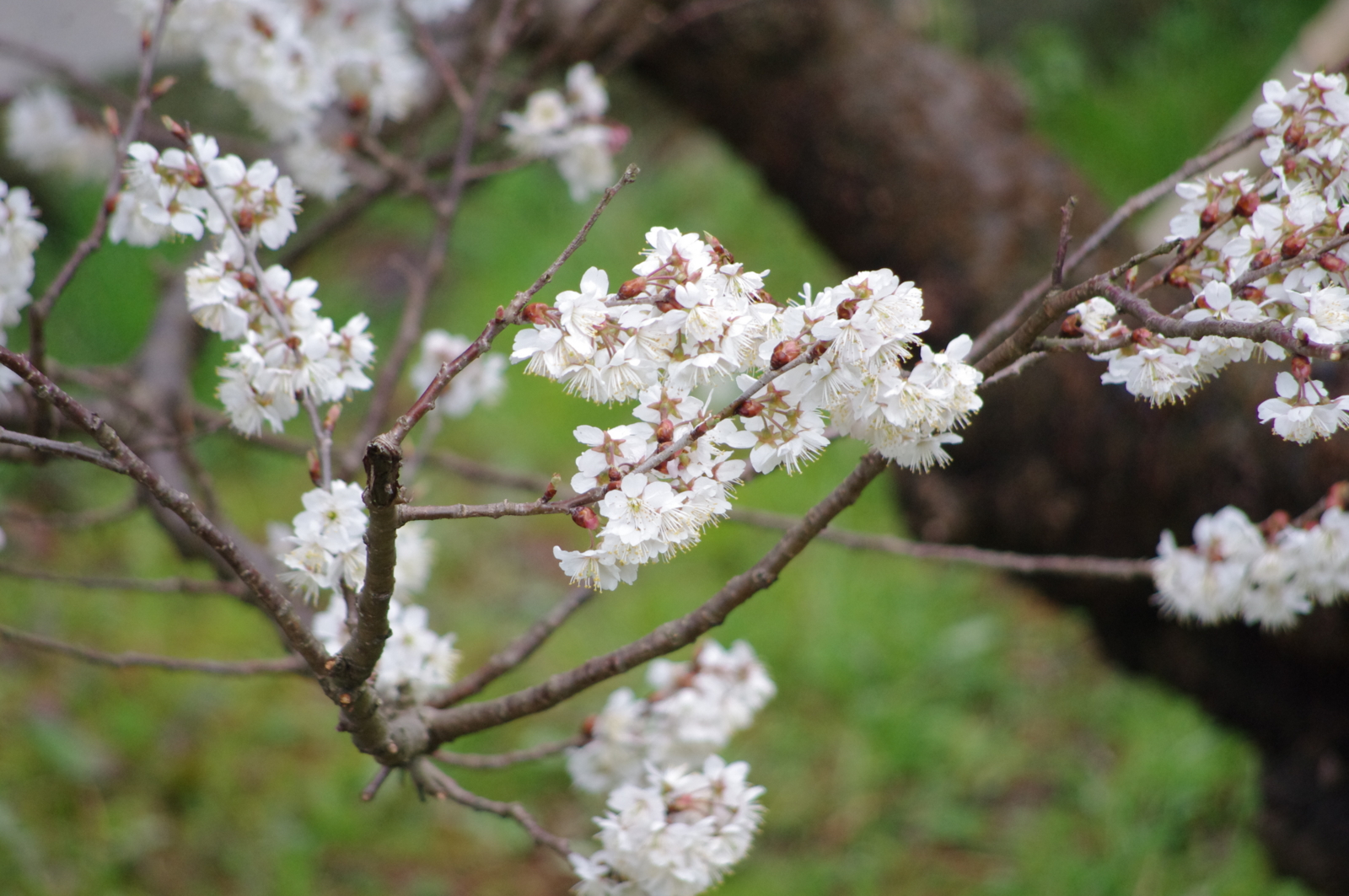 f:id:k10no3:20160320092653j:image:w640