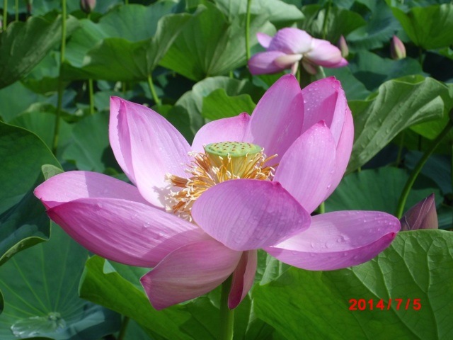 f:id:k17k24:20140708124602j:plain f:id:k17k24:20140708124602j:plain