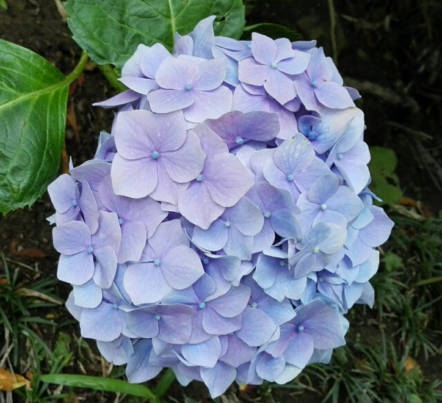f:id:k17k24:20150615173024j:image f:id:k17k24:20150615173024j:image