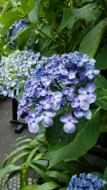 f:id:k17k24:20150615174826j:image f:id:k17k24:20150615174826j:image