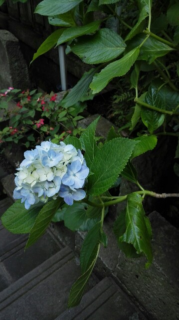 f:id:k17k24:20150615175452j:image f:id:k17k24:20150615175452j:image
