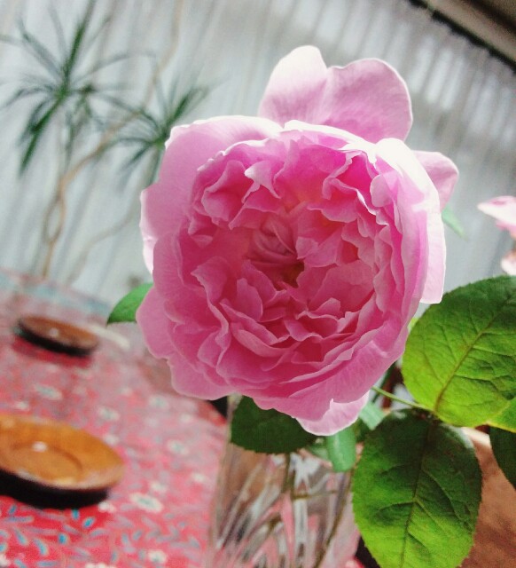 f:id:k17k24:20151031161842j:image f:id:k17k24:20151031161842j:image