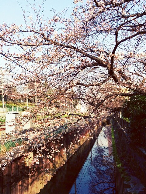 f:id:k17k24:20160324065532j:image f:id:k17k24:20160324065532j:image