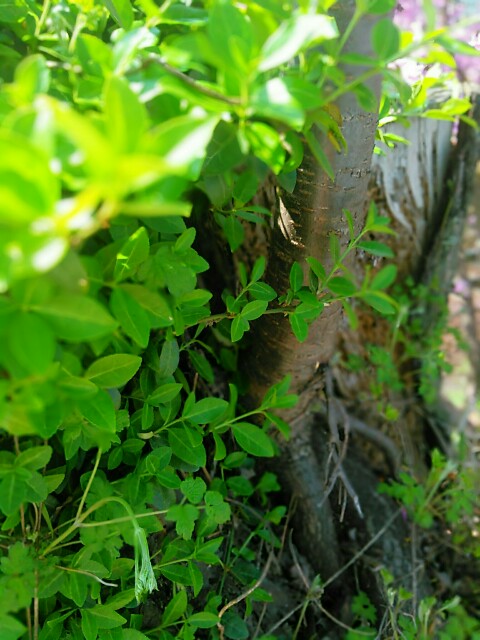 f:id:k40090:20150501203545j:image f:id:k40090:20150501203545j:image