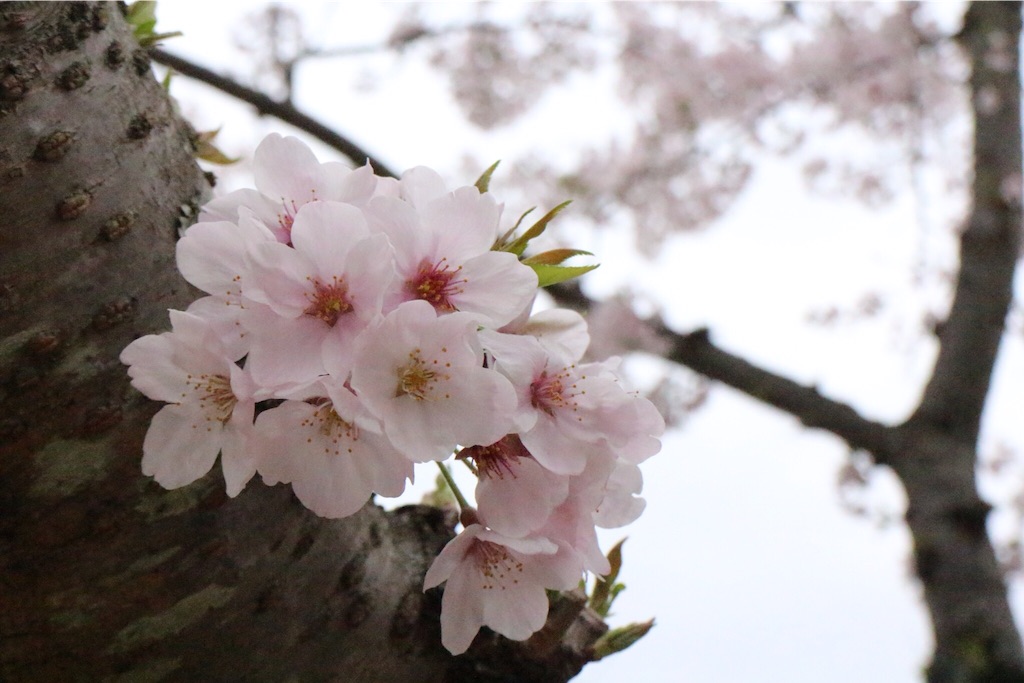 f:id:kRiyon:20160404163249j:image f:id:kRiyon:20160404163249j:image