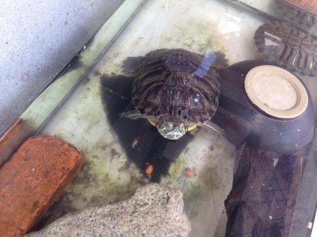 f:id:ka-ruto:20140419150254j:plain f:id:ka-ruto:20140419150254j:plain
