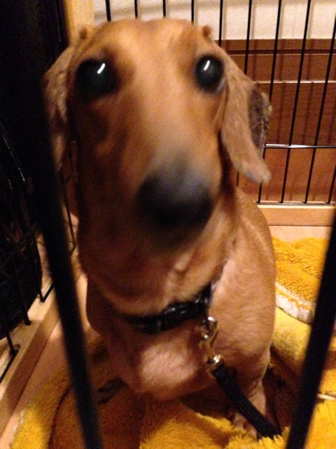f:id:ka-ruto:20150329232002j:plain f:id:ka-ruto:20150329232002j:plain