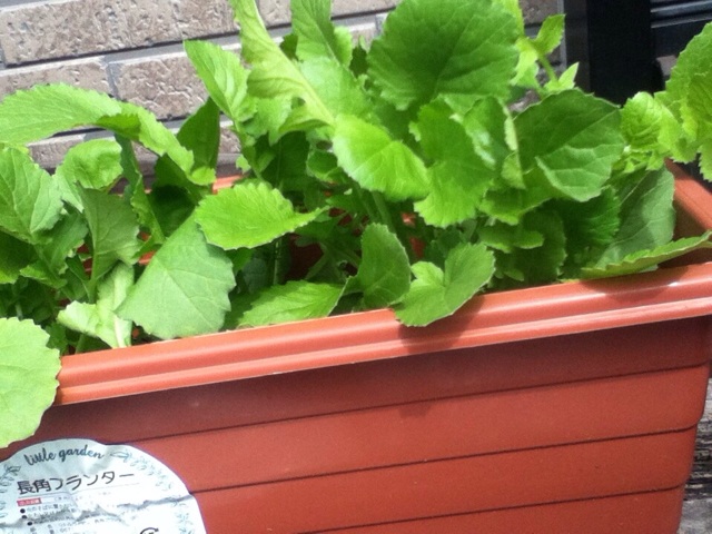 f:id:ka-ruto:20150409193300j:plain f:id:ka-ruto:20150409193300j:plain