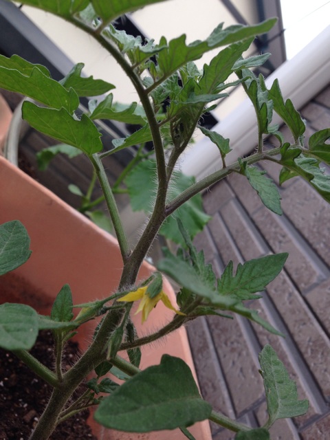 f:id:ka-ruto:20150505234458j:plain f:id:ka-ruto:20150505234458j:plain