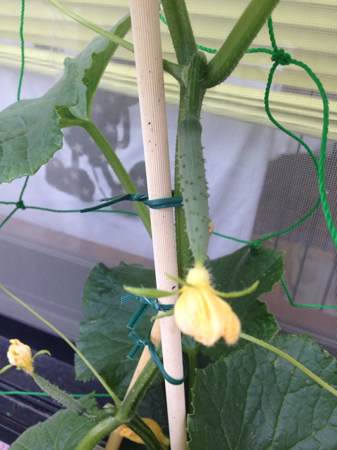 f:id:ka-ruto:20150522074825j:plain f:id:ka-ruto:20150522074825j:plain