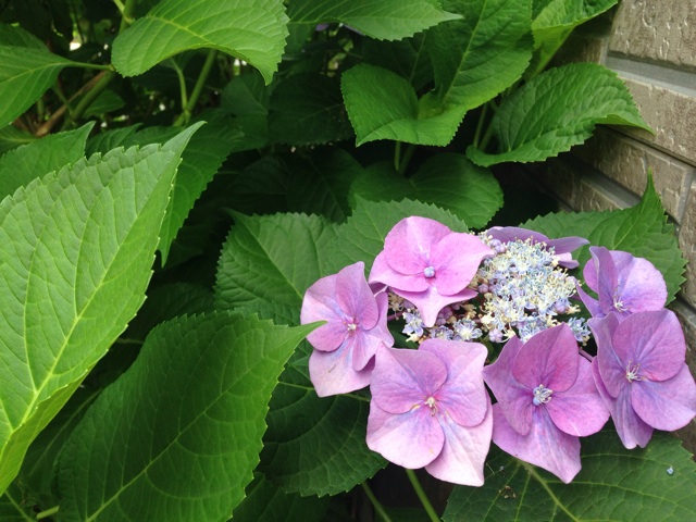 f:id:ka-ruto:20150623091647j:plain f:id:ka-ruto:20150623091647j:plain
