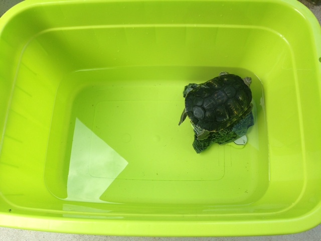 f:id:ka-ruto:20150623091740j:plain f:id:ka-ruto:20150623091740j:plain