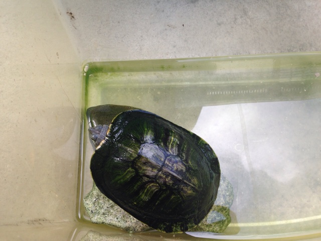 f:id:ka-ruto:20150623091754j:plain f:id:ka-ruto:20150623091754j:plain