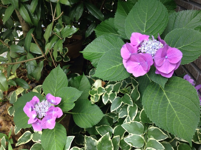f:id:ka-ruto:20150623091836j:plain f:id:ka-ruto:20150623091836j:plain