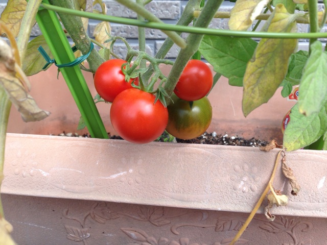 f:id:ka-ruto:20150623091952j:plain f:id:ka-ruto:20150623091952j:plain